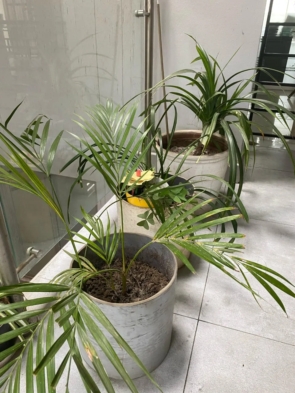 Vivero MAGRA 5